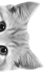 gato